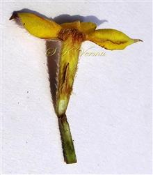  Corolla V.S. with one stamen